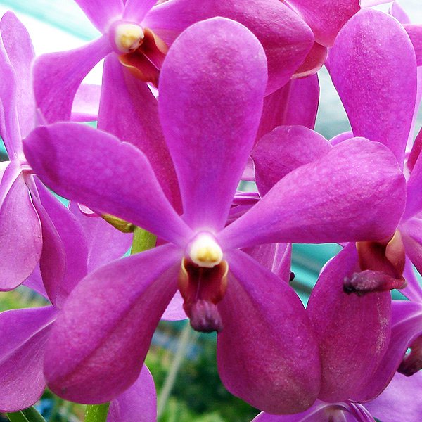 Aranda Noorah Alsagoff Pink (A37)