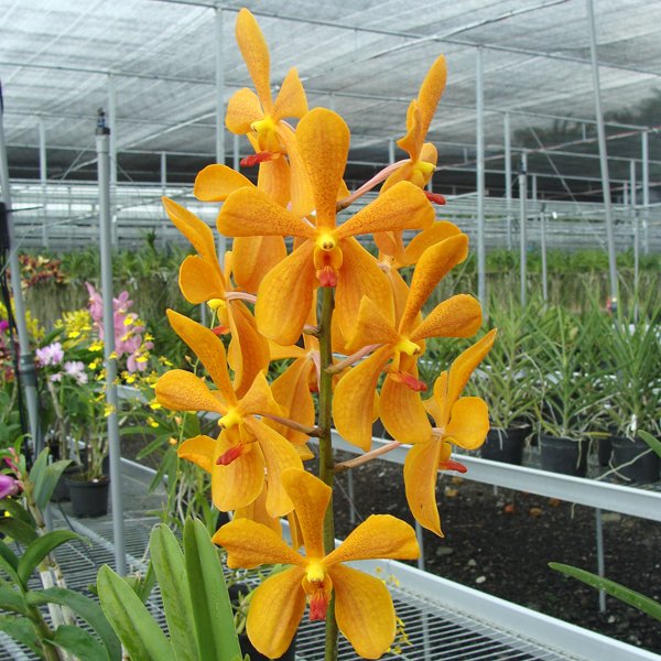 Mokara Luenberger Gold (A72)