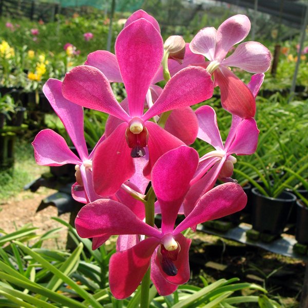 Aranda Broga Giant (A84)