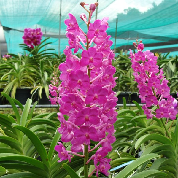 Vascostylis Pine Rivers 'Pink' (AC125)