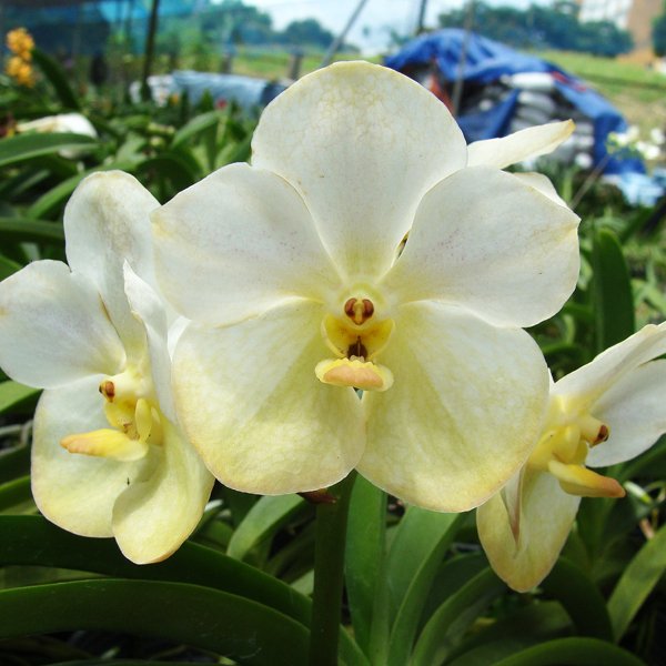 Vanda Rose David 'White' × Ascda Muang Thong (AC158)
