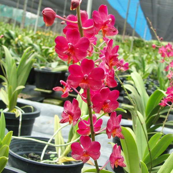 Ascovandoritis Thai Cherry (AC162)