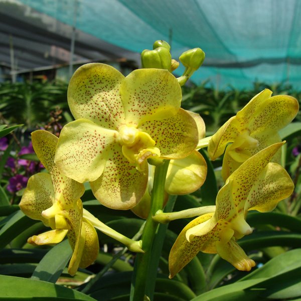 Vanda Charles Good Fellow × Ascocenda Jiraprapha (AC172)