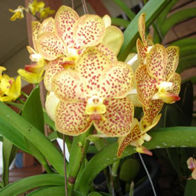 Ascocenda Thai Spots × Suksamaran 'Gold' (AC178)