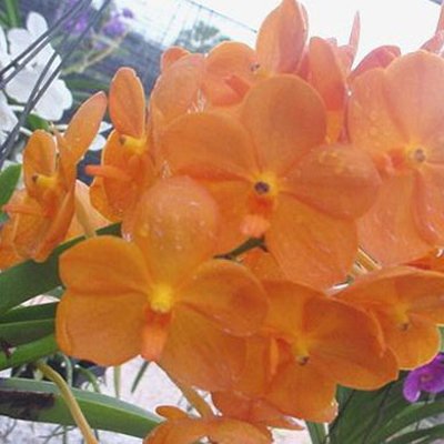Vanda Kultana Gold × Asco Udomchai (AC183)