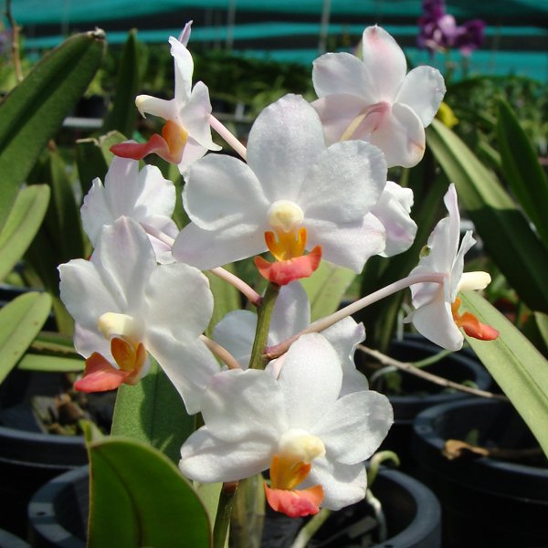 Meechaiara Pearl of Siam 'Hawaii' AD/AOS (Hagerara Snow White × Vascostylis Sumalee Beauty) (AC184)