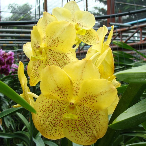 Ascocenda Boonyarit Gold (AC186)