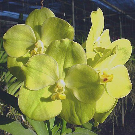 Ascocenda Suksamran Gold (AC189)