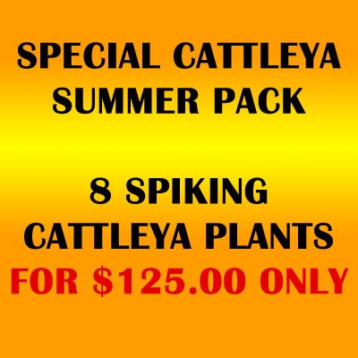 Special Cattleya Summer Pack