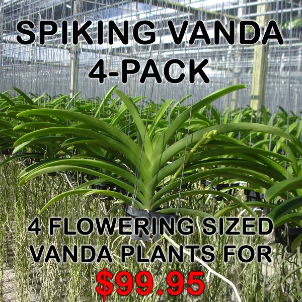 4-Pack SPIKING Vanda plants