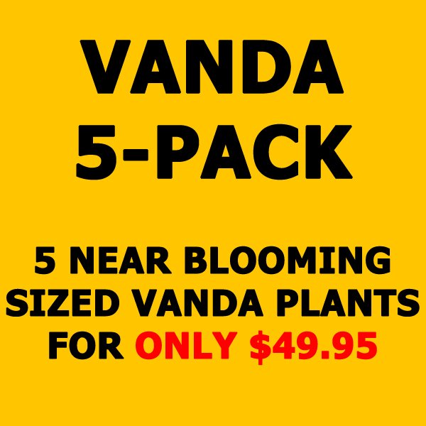 5-Pack Vanda Orchid Plant SIZE