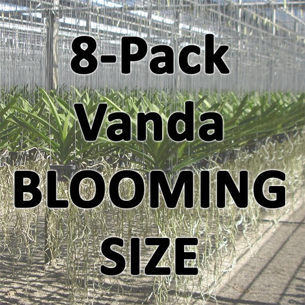 8-Pack Vanda Orchid Plant