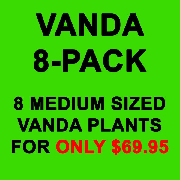 8-Pack Vanda Orchid Plant