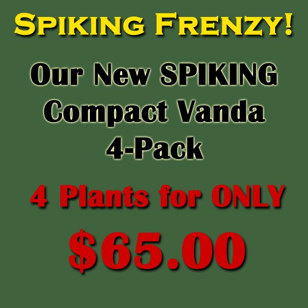 NEW 4-Pack SPIKING Compact Vanda plants