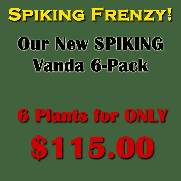 NEW 6-Pack SPIKING Vanda plants