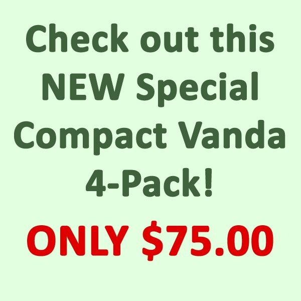SPECIAL Compact Vanda plants 4-Pack