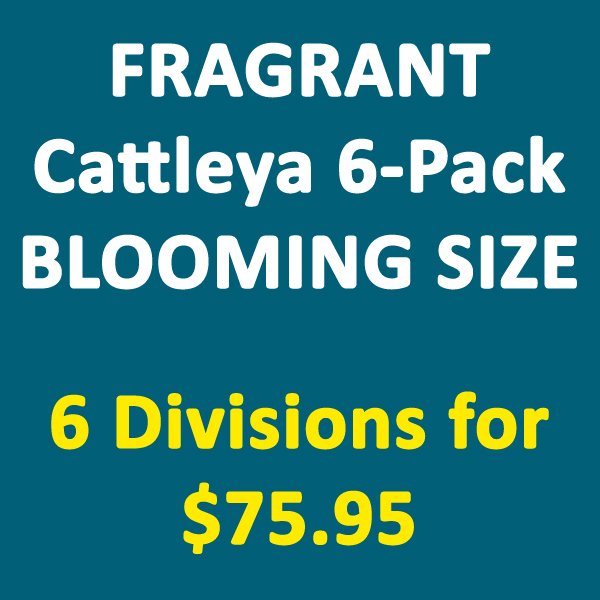 6-Pack FRAGRANT Cattleya Orchid Plant