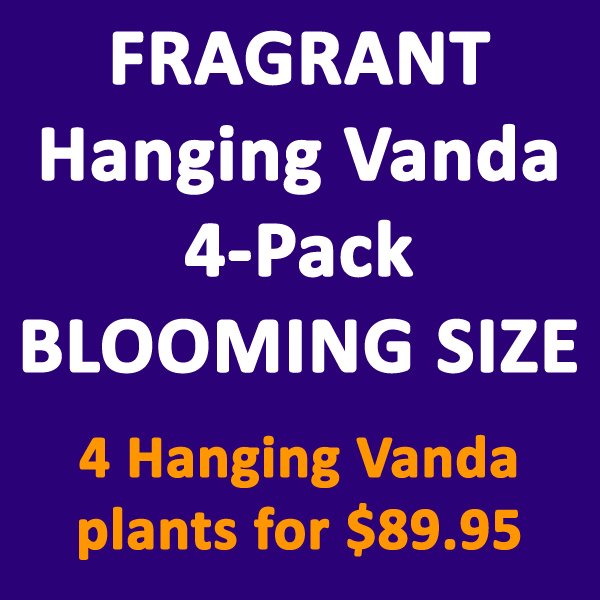 4-Pack FRAGRANT Hanging Vanda orchid plants