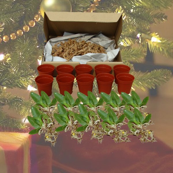 Christmas Special - 10 sized Dendrobium plants