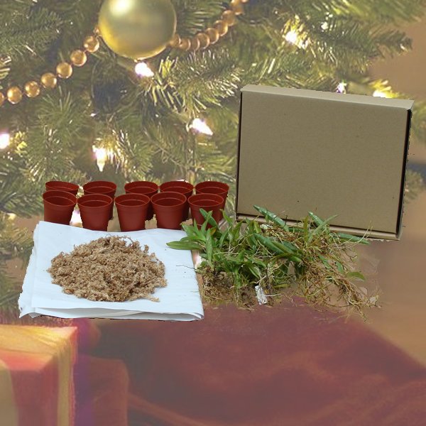 Christmas Special - 10 sized Oncidium plants