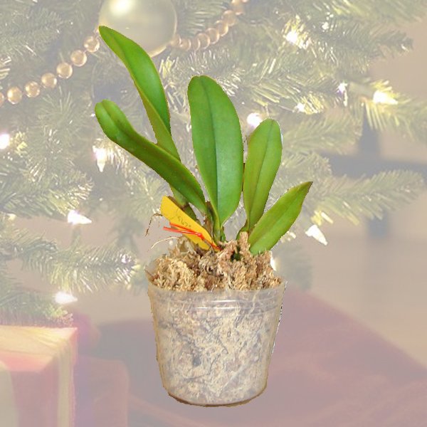 Christmas Special - 6d Cattleya plants