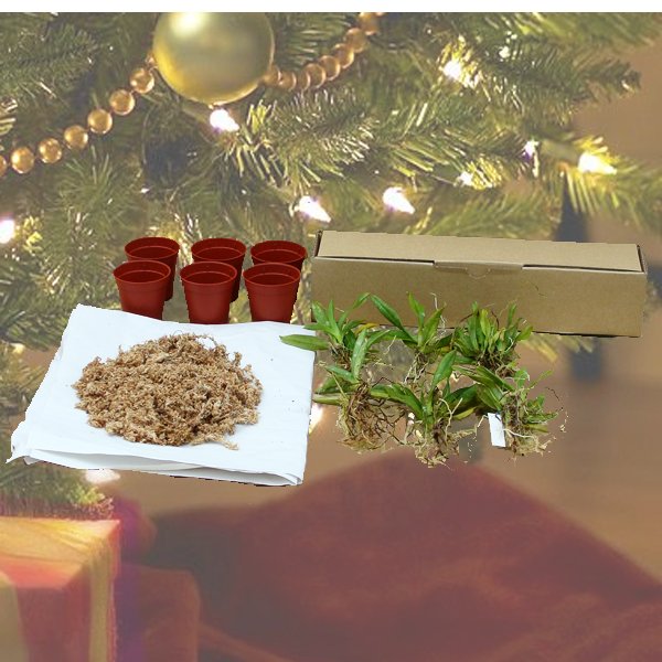 Christmas Special - 6 sized Oncidium plants