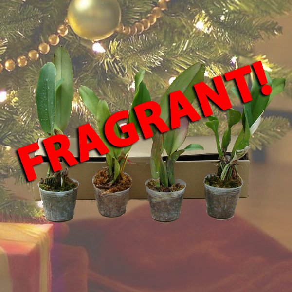 Christmas Special - 4d FRAGRANT Cattleya plants