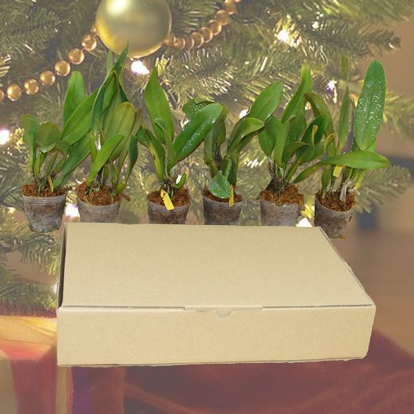 Christmas Special - My Favorite 6d Cattleya plants