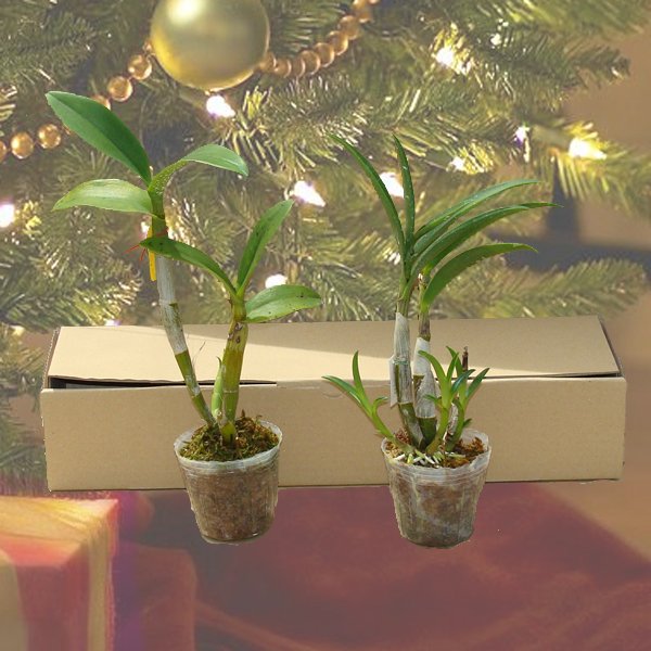 Christmas Special - 2d Dendrobium plants