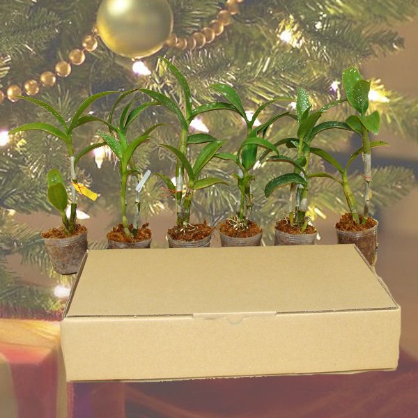 Christmas Special - 6d Dendrobium plants