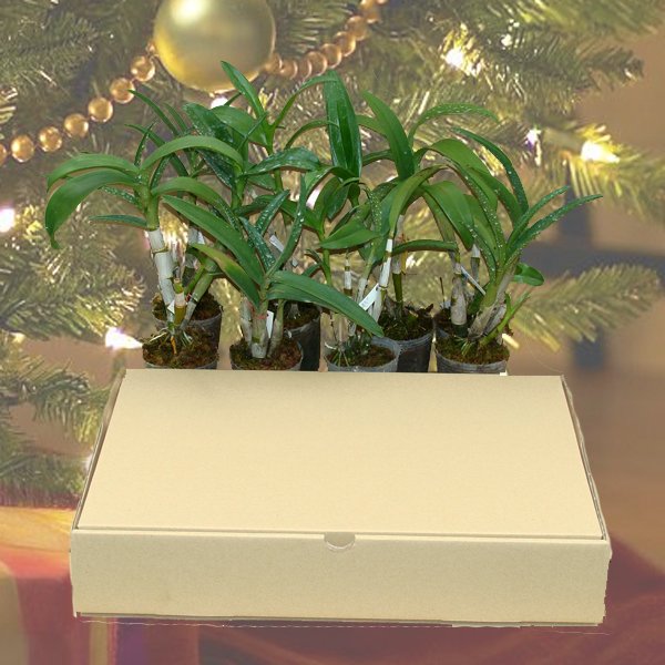 Christmas Special - 8d Dendrobium plants