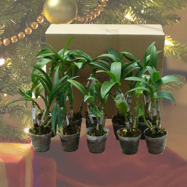 Christmas Special - 10d Dendrobium plants