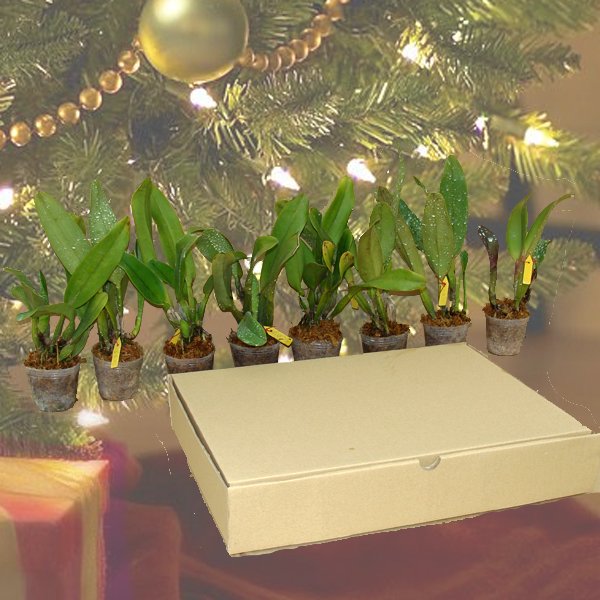 Christmas Special - 8d Cattleya plants