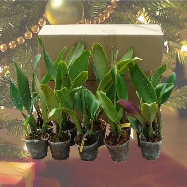 Christmas Special - 10d Cattleya plant