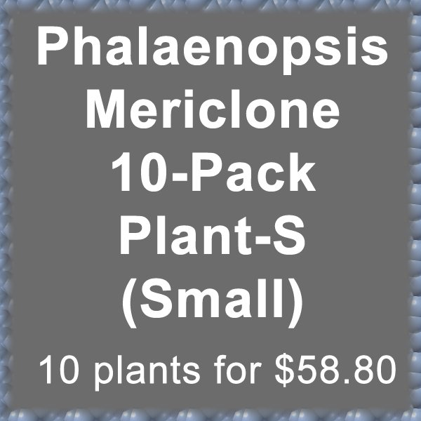 Plant-S Mericlone Phalaenopsis