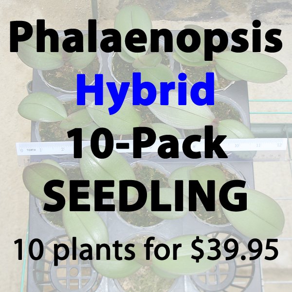 Plant Hybrid Phalaenopsis