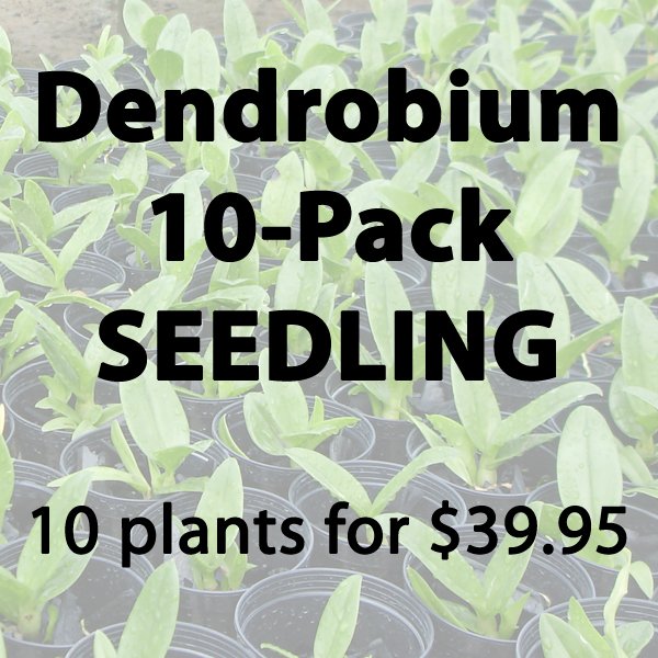 Plant Dendrobium Orchid Plant