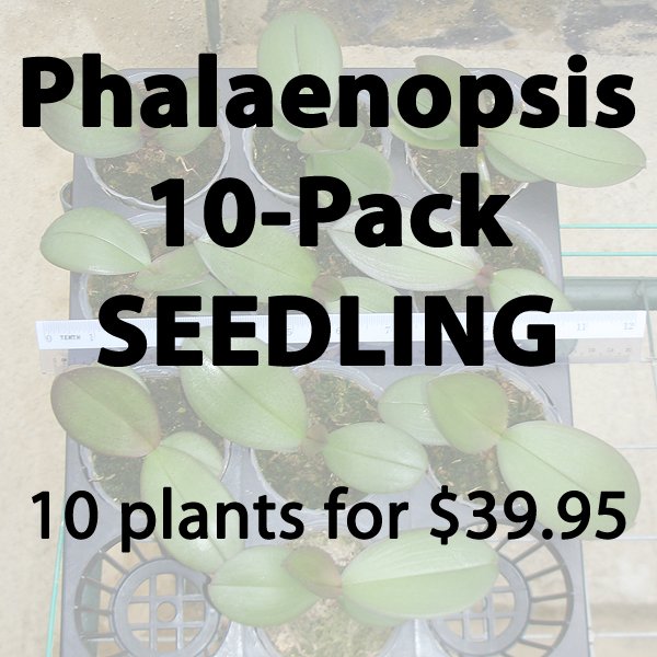 Plant Phalaenopsis Orchid Plant