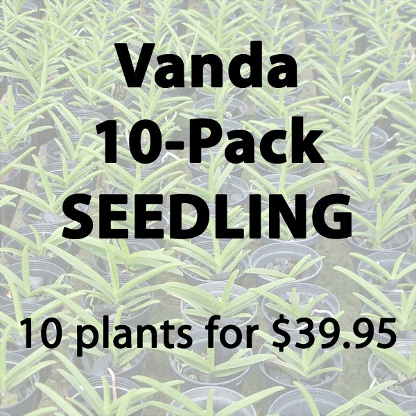 Plant Vanda Orchid Plant