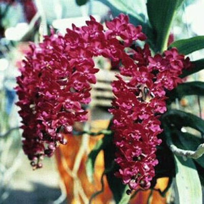 Rhynchostylis Gigantea 'Orange'
