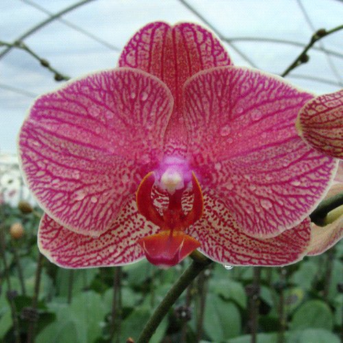 NEW 6-Pack Phalaenopsis Mericlone