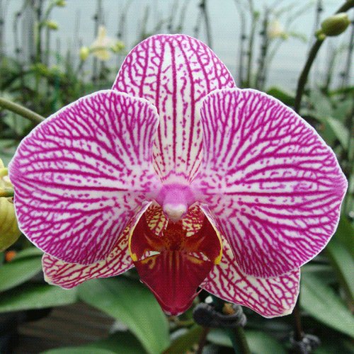 Phalaenopsis Hybrid