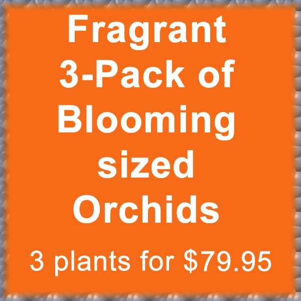3-Pack Fragrant Orchid Plant
