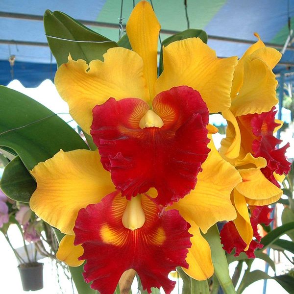 Brassolaeliocattleya Chun Yeah 'Yellow Swallow' AM/OSROC (BC103)