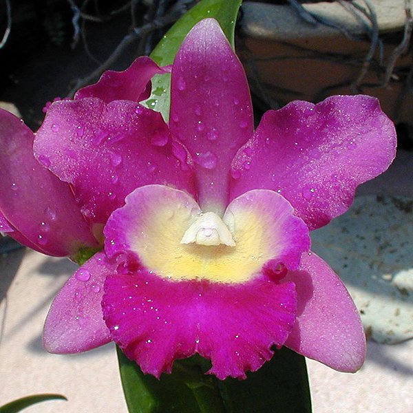 Brassolaeliocattleya Sa-Ngob Delight 'Sa -Ngob' AM/AOS (BC106)