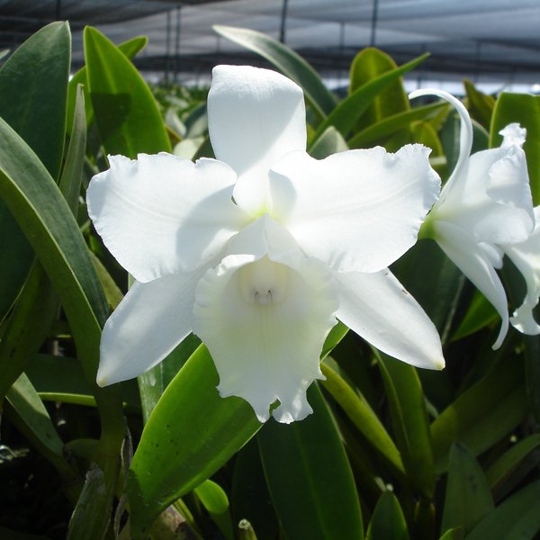 Cattleya Hawaii Wedding Song 'Virgin' HCC/AOS (BC112)