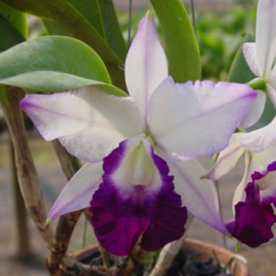 Laeliocattleya Mem Robert Strait 'Blue Hawaii' JC/AOS (BC118)