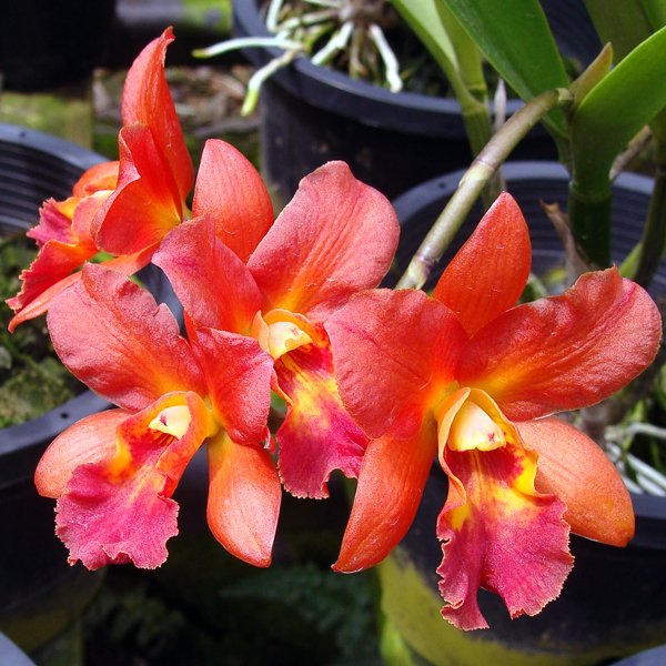 Brassocattleya Star Trek 'Orange' (BC120)