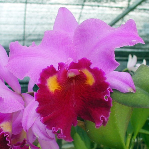 Brassolaeliocattleya Irene Finney 'York' AM/AOS (BC135)