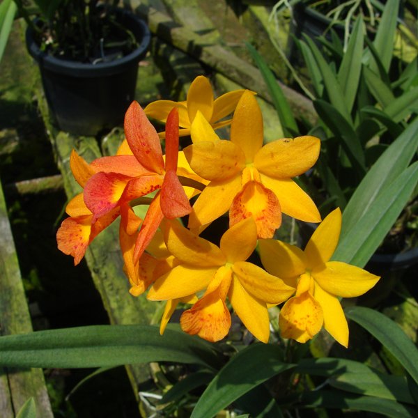 Brassocattleya Hidden 'Gold' (BC139)